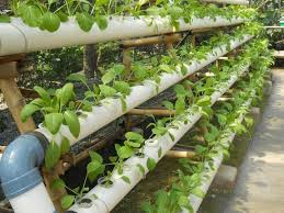 Bisnis Pertanian dengan Sistem Vertical Garden